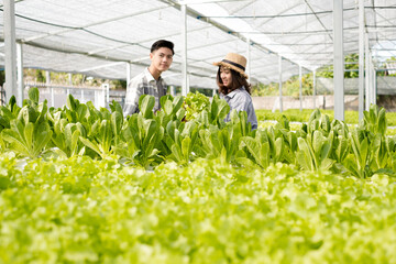 Naklejka na ściany i meble Hydroponics, smiling young Asian couple farmers harvest organic vegetable salad from farm garden, nursery. Organic farming business concept