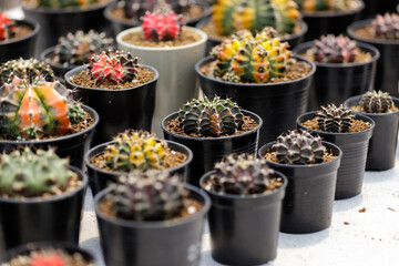  Cactus Plant Farm Growing Cactus Plant in Garden.