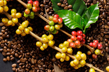 Coffee beans on coffee green leaves on wooden background, Fresh coffee beans on wooden background