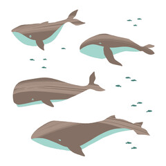 Different whales set. Ocean animals in trendy flat style.