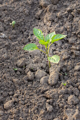 Seedling of a bell pepper growing in the garden.
