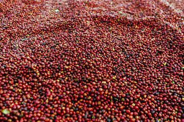 Coffee beans drying in the sun. Coffee plantations at coffee farm