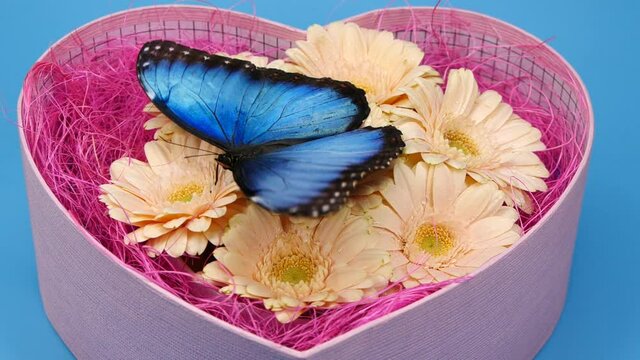 Blue butterfly on pink color flower in heart shape box, Valentines day design