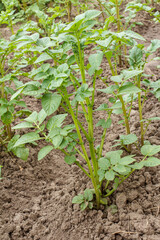 Young potato bush growing in the garden.