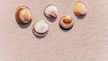 Shells background with seashells, shells on sand tropical sea beach. Travel concept in minimal style.
