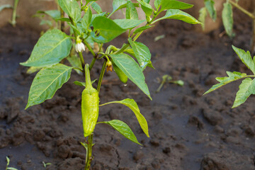 Green bell pepper growing on bush in the garden.
