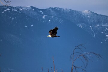 bald eagle in flight