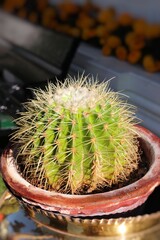 Large Lemon ball cactus or oreocereus celsianus cactus. along with Copy space. Closeup shot.