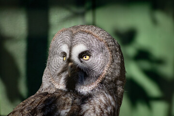 カラフトフクロウ フクロウ 動物園