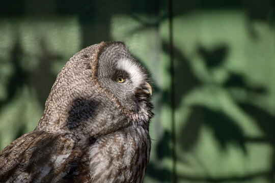 カラフトフクロウ Images – Browse 22 Stock Photos, Vectors, and