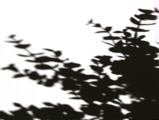 Eucalyptus shadow on white background