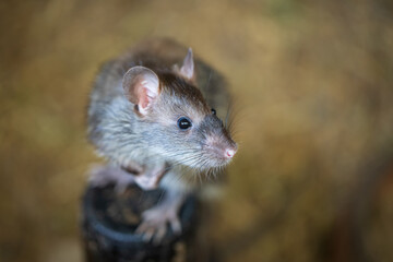 Brown rat in a farm.