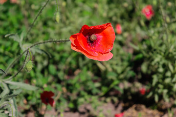Red poppies on green background