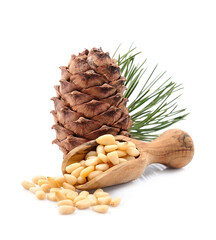 Pine nuts and cedar cones with branches
