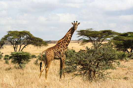 Kenya wildlife safari outside Nairobi