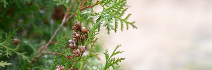 mature cones oriental arborvitae and foliage thuja. close up of bright green texture of thuja...