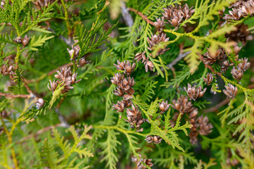 mature cones oriental arborvitae and foliage thuja. close up of bright green texture of thuja leaves with brown seed cones
