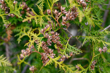 mature cones oriental arborvitae and foliage thuja. close up of bright green texture of thuja leaves with brown seed cones