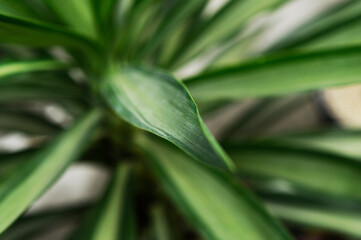 Obraz premium グリーンの葉