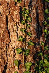 green ivy grow upwards on the surface of rough tree trunk under the morning sunlight in the park