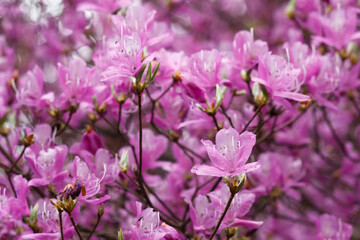 Obraz premium コバノミツバツツジ