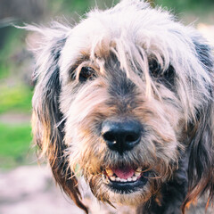 Portrait of a gray shaggy dog