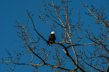 one bald eagle resting on top of a leafless tree under clear blue sky on a sunny day