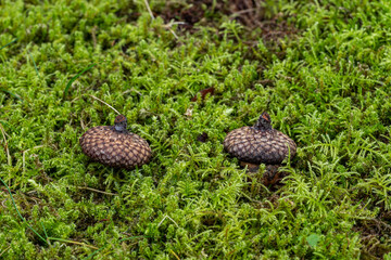 close up of two  acorn caps stuck on green mosses covered ground in the park