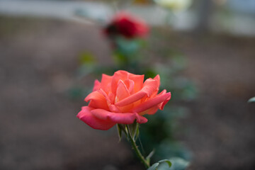 Rose in garden on blur.