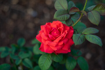 Rose in garden on blur.