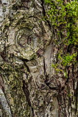 tree nodule on cracked tree bark surface covered with green mosses