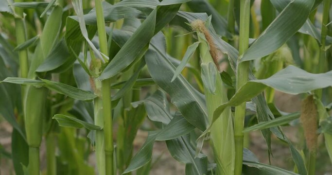 Corn maize agriculture nature field