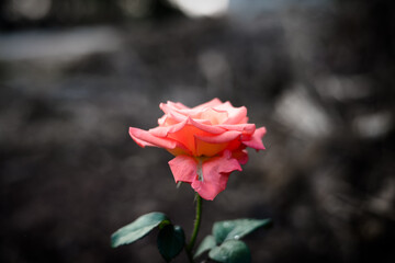 Rose in garden on blur.