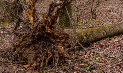 倒木（根本から折れた大きな木）