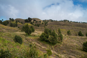 Fototapeta na wymiar landscape of the mountains - tree and green savana