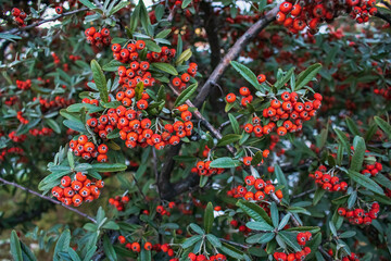 An ornamental plant Pyracantha (Latin Pyracantha) is a thorny evergreen shrub with red berries and...
