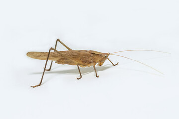 A male Conehead Katydid Grasshopper resting on a white surface.