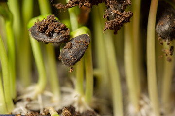 Sunflower seeds microgreen. New sprouts of sunflower seedling.