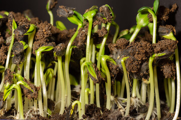 Sunflower seeds microgreen. New sprouts of sunflower seedling.