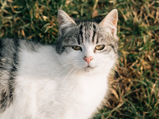 Naklejka na ściany i meble Cat in garden. Cute kitten outdoor.