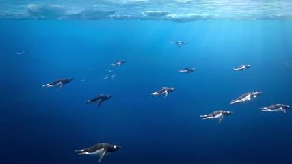 Many gentoo penguins swimming underwater in Antarctica, sunlight passing through the ice 