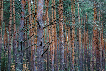 Scots pine forest with tall trunks. Pinus sylvestris. Pinar de Camposagrado, León, Spain.