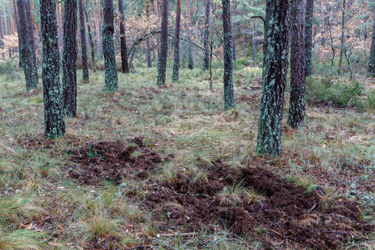 Soil of a pine forest removed by wild boars. Sus scrofa. Pinar de Camposagrado, León, Spain.