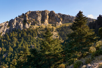 Yunquera pinsapar (abies pinsapo) in the Sierra de las Nieves national park in Malaga. Spain