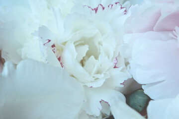 Fototapeta na wymiar pastel pink and white peony flowers close up