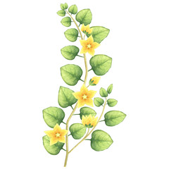 Watercolor blooming plant. Illustration of twopenny grass with golden flowers. Spreading moneywort. Medicinal wild herb.