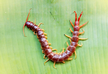 The big centipede had many legs and it was a poisonous creature.It was on banana leaf.