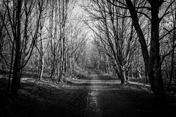 A Path Through the Trees
