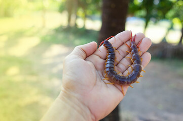 The big centipede had many legs and it was a poisonous creature, it was on a human's hand.