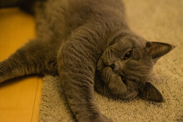 British shorthair cat lying on the carpet in front of the sofa.